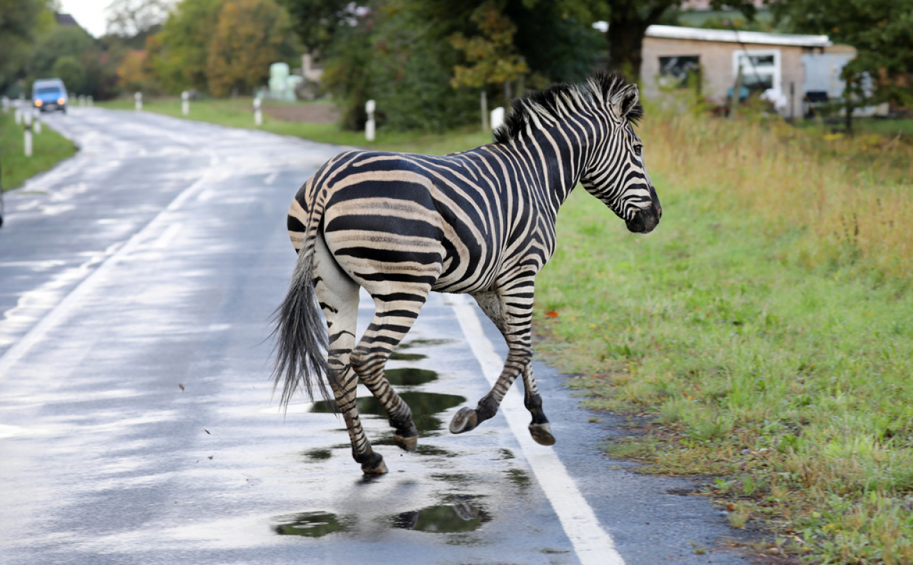 Risultati immagini per una zebre fuggita da un circo nella germania orientale '