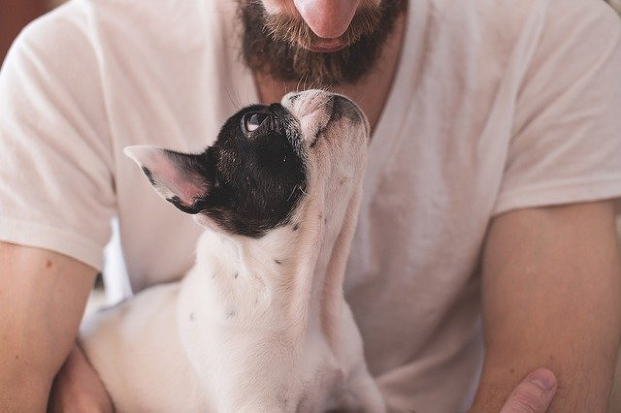 La Morte Di Un Cane Fa Male Come Quella Di Un Familiare Ticinonline