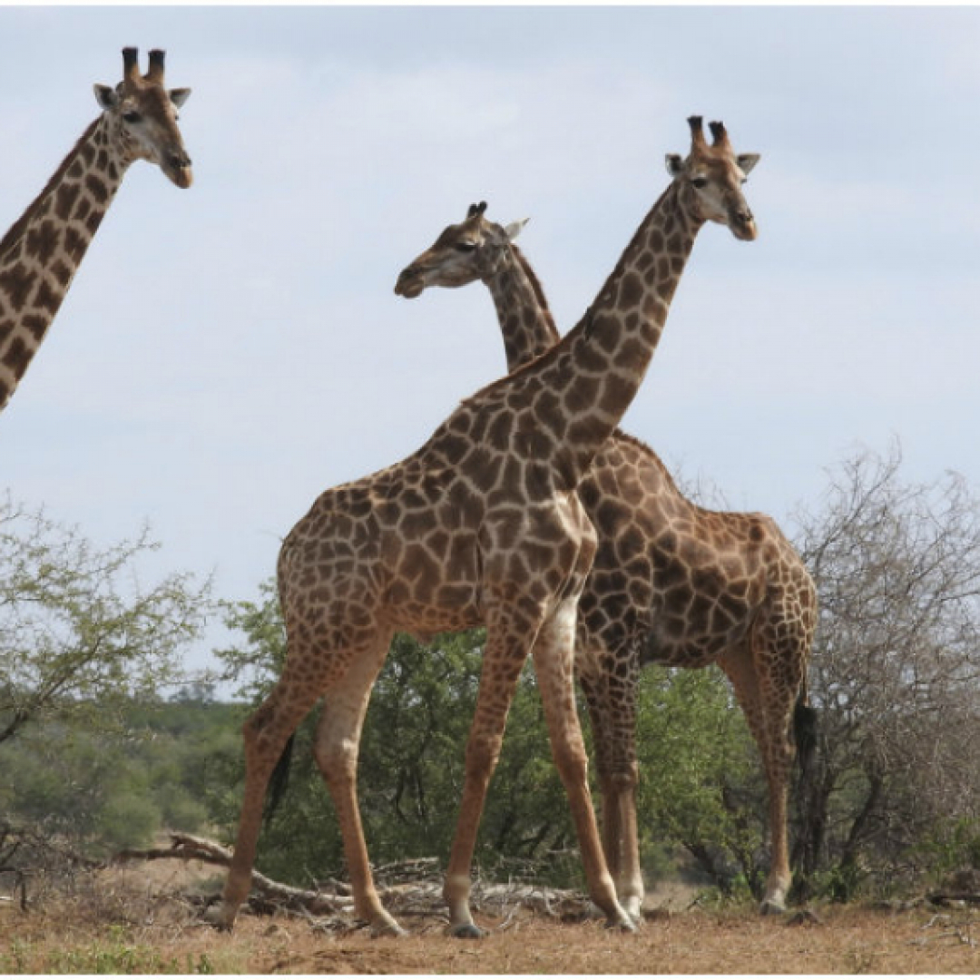 sito Web di incontri giraffa