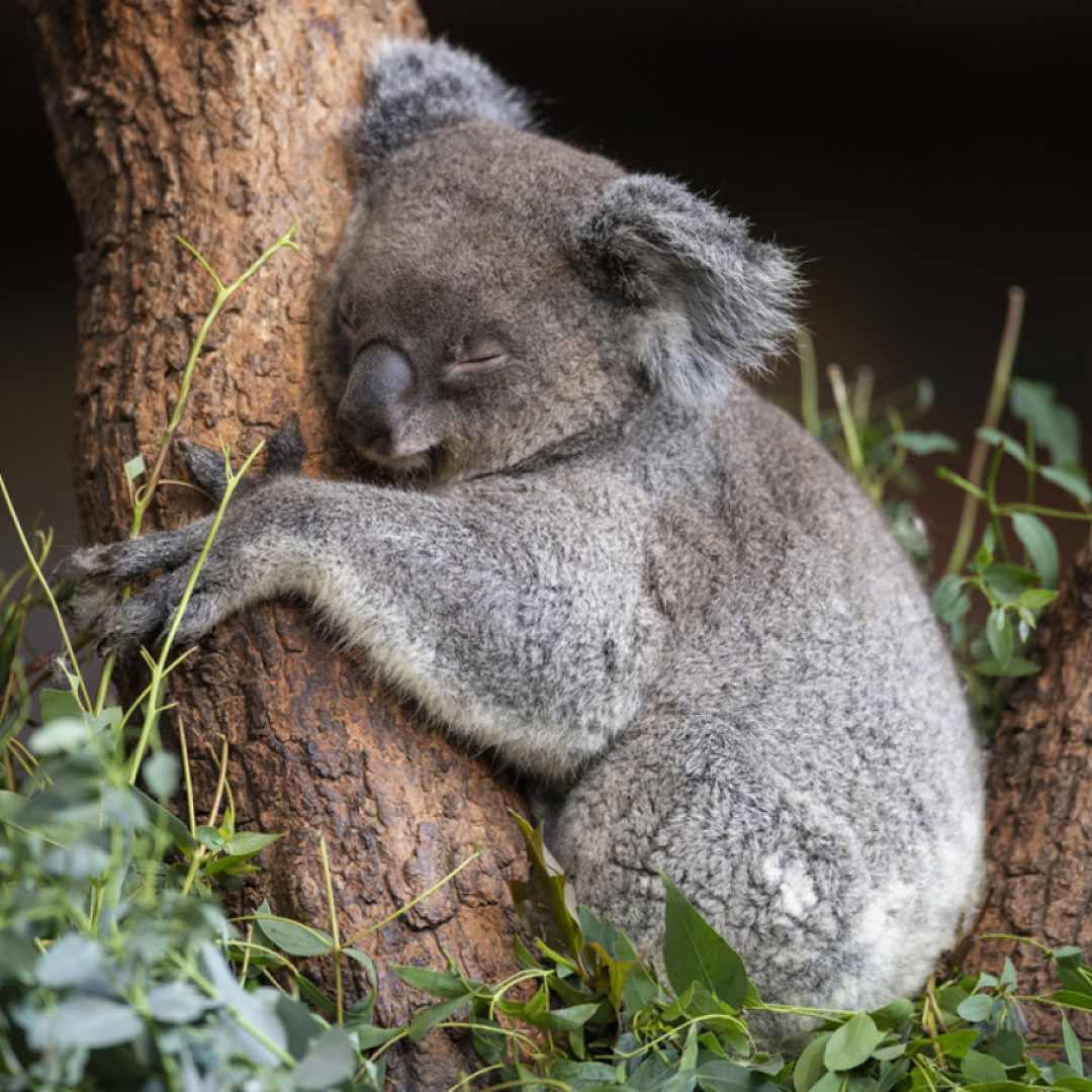 Piu Di Un Milione Di Dollari Per I Koala Vittime Degli Incendi Ticinonline