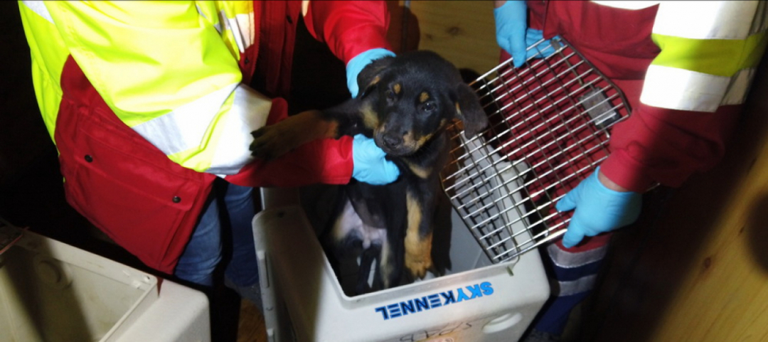 Cuccioli Natale Immagini.Undici Cuccioli Nel Baule Salvati Il Giorno Di Natale Ticinonline