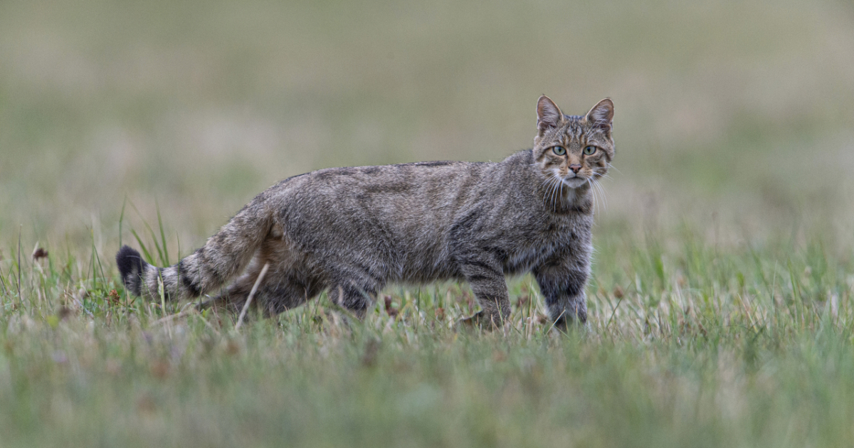 Il Gatto Selvatico E L Animale Dell Anno Ticinonline