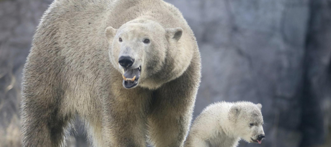 L'incredibile Storia dell'Uomo che nutrì una famiglia di Orsi Polari in  Siberia – Vanilla Magazine