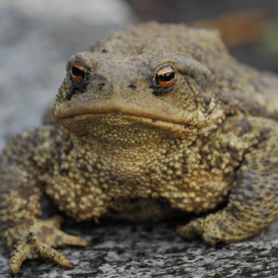 Rane E Rospi Attraversano La Strada Fate Attenzione Ticinonline