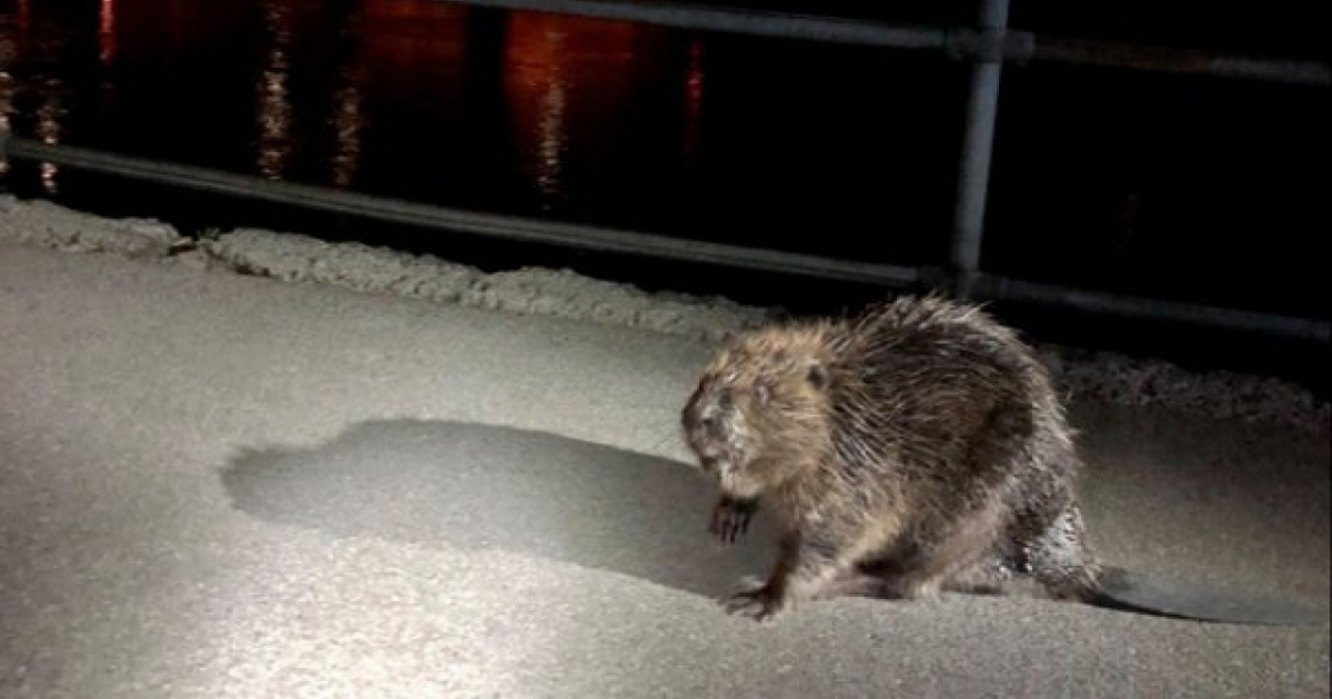 Castoro A Spasso In Citta Ticinonline