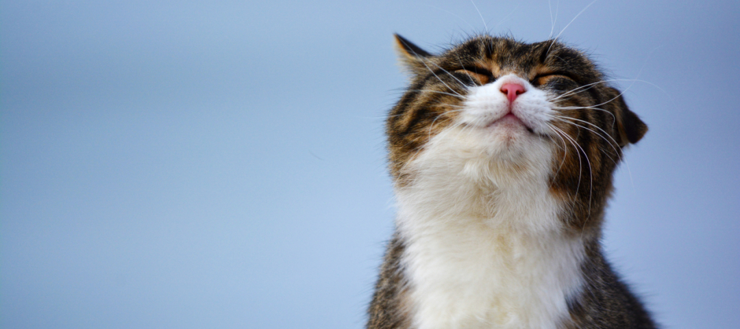 Trovato Un Altro Gatto Positivo Al Coronavirus Ticinonline