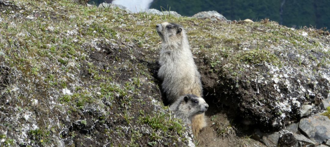 Scavano E Rendono Una Diga Instabile Sono Marmotte Ticinonline
