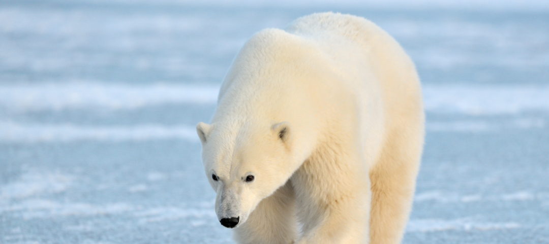 L'orso bianco sparirà entro il 2100 - Ticinonline