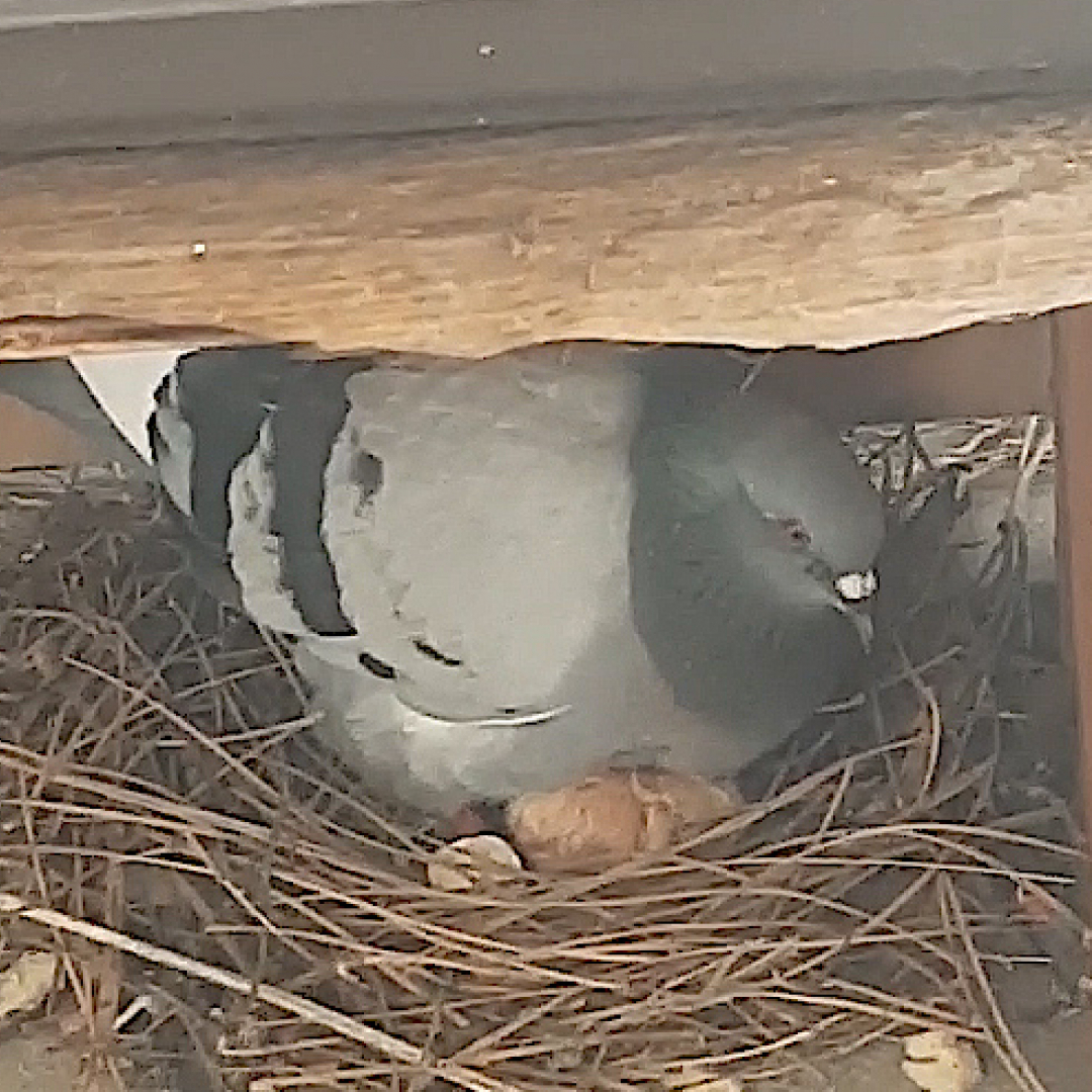 Fanno Tenerezza I Piccioni Nati In Balcone Ma Occhio Agli Imprevisti Ticinonline