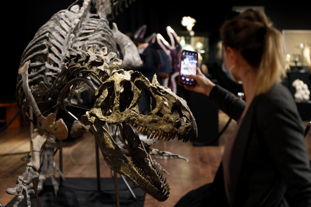 Scheletro Di Dinosauro Venduto All Asta Per Oltre 3 Milioni Ticinonline