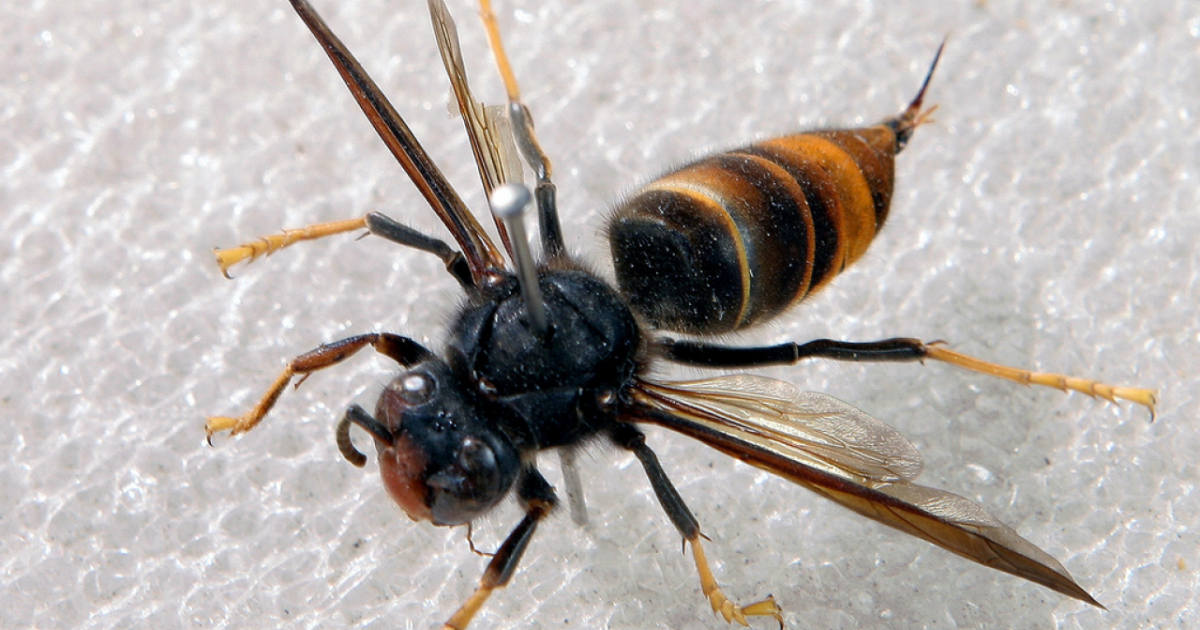 Il calabrone asiatico è giunto in Ticino - Ticinonline