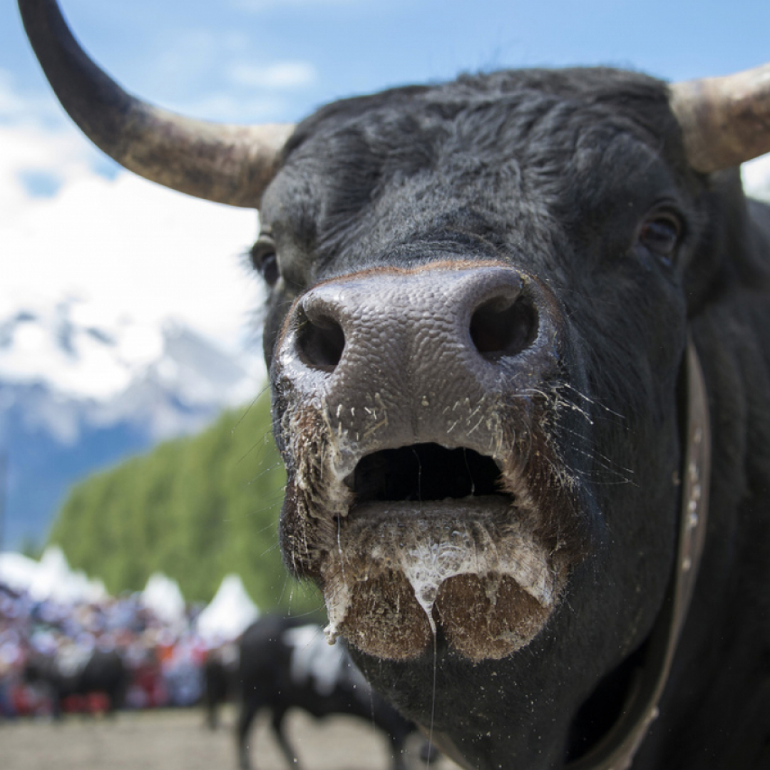 I rutti delle vacche svizzere fanno male al clima - Ticinonline