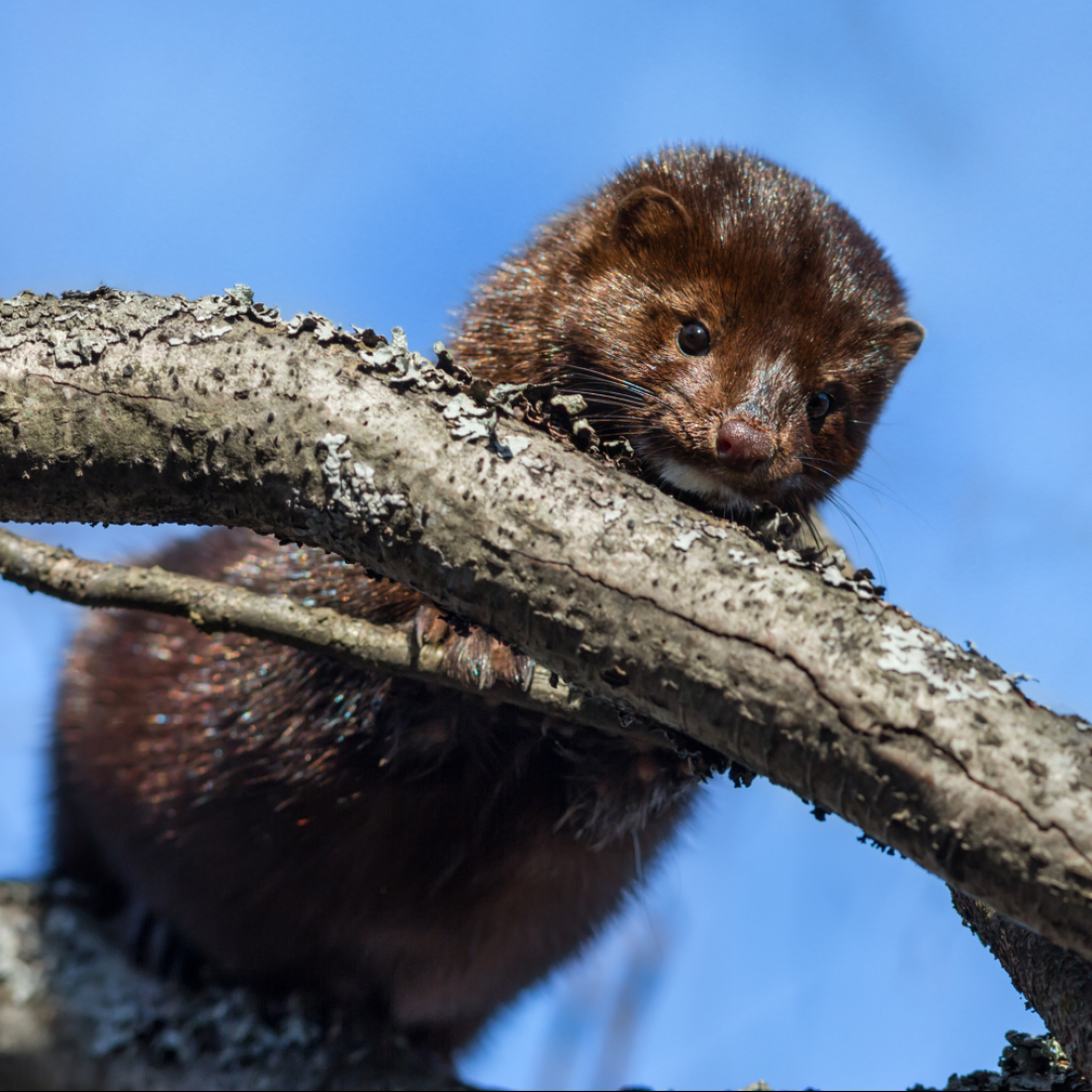 Visone Infetto E Il Primo Caso Conosciuto Di Animale Selvatico In Liberta Ticinonline