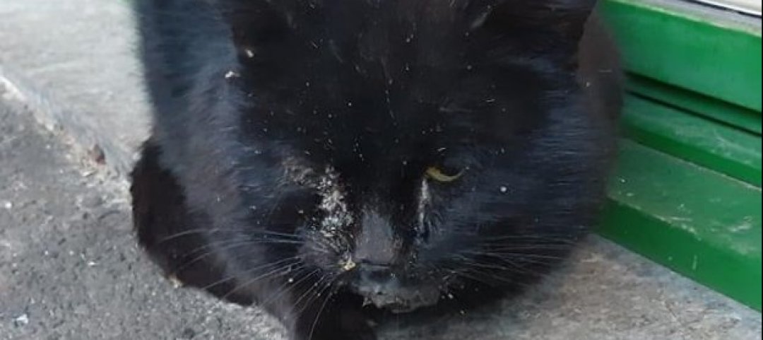 Trovato Questo Gatto A Bioggio Ticinonline