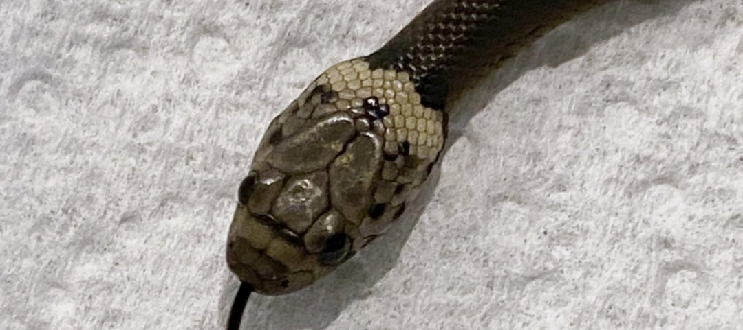Trova un serpente (velenoso) nell'insalata - Ticinonline