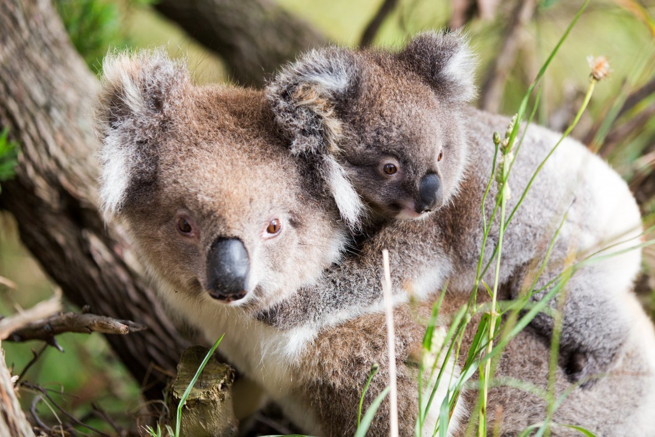 Koala a rischio a causa della clamidia - Ticinonline