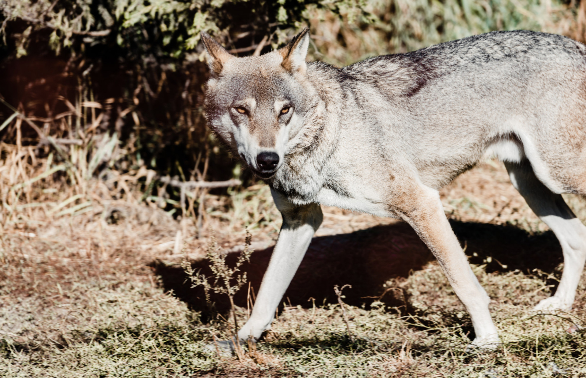 La situazione sul fronte lupi sta rapidamente degenerando» - Ticinonline