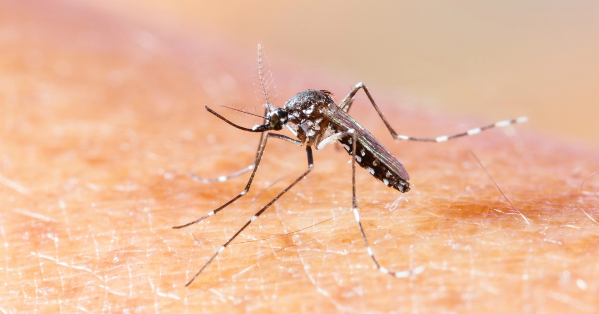Due casi di chikungunya in provincia di Verona