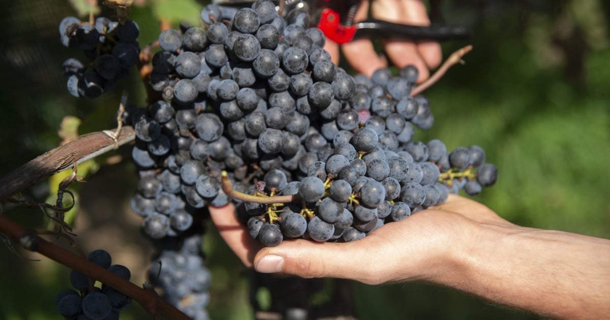 Grandine, parassiti e meno bevitori: il vino ticinese resiste