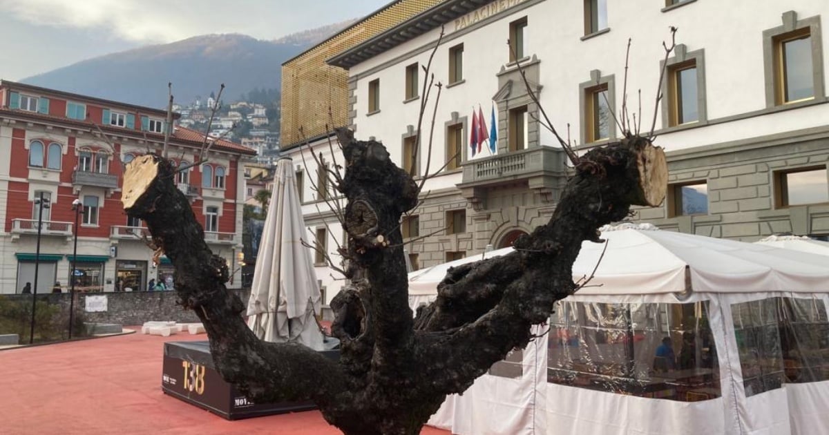 Alberi malati a Locarno: «Cure insufficienti?»