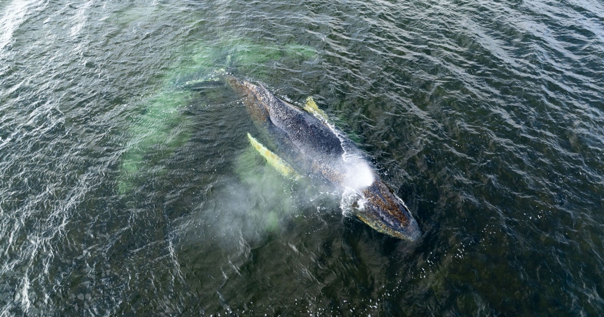 Scatta la corsa contro il tempo per la megattera arenata nel Baltico