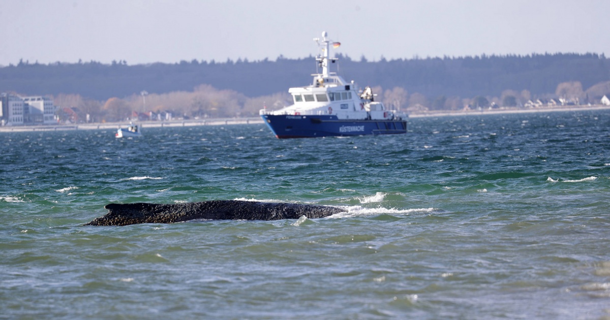 Fiato sospeso per una megattera arenata nel Mar Baltico