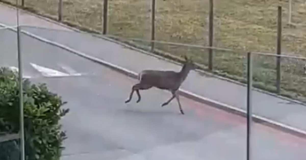 Una cerva a spasso per Savosa