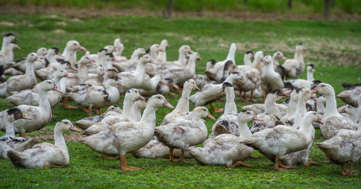 Iniziativa sul foie gras: «Da respingere, meglio un controprogetto»
