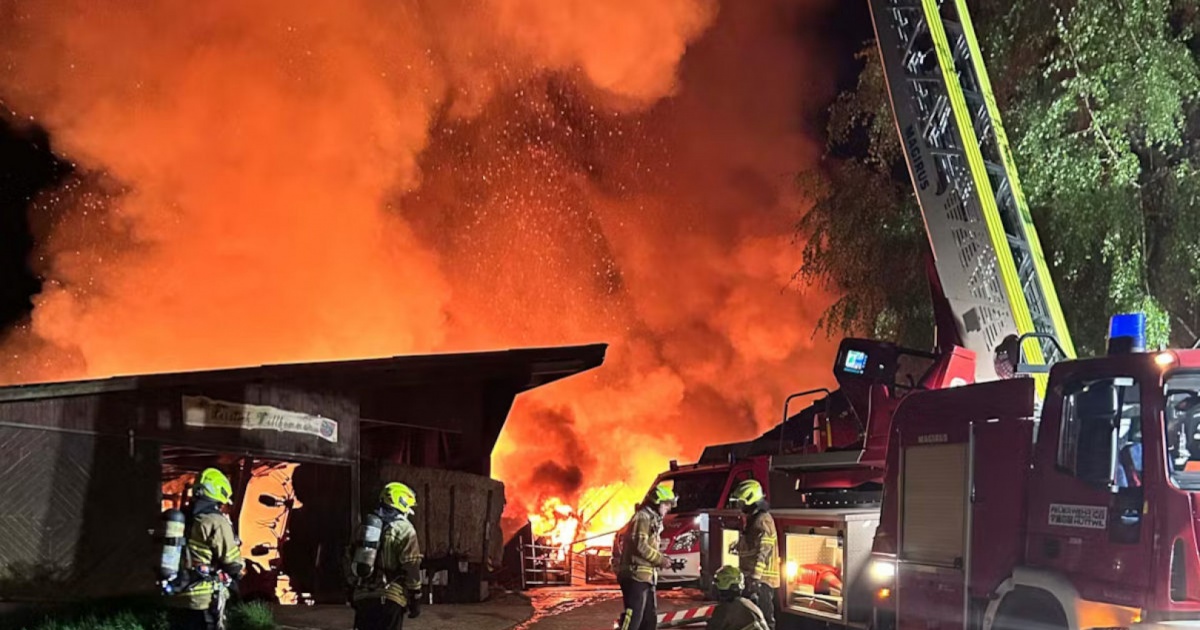 Cinque vitelli muoiono nell'incedio di una fattoria