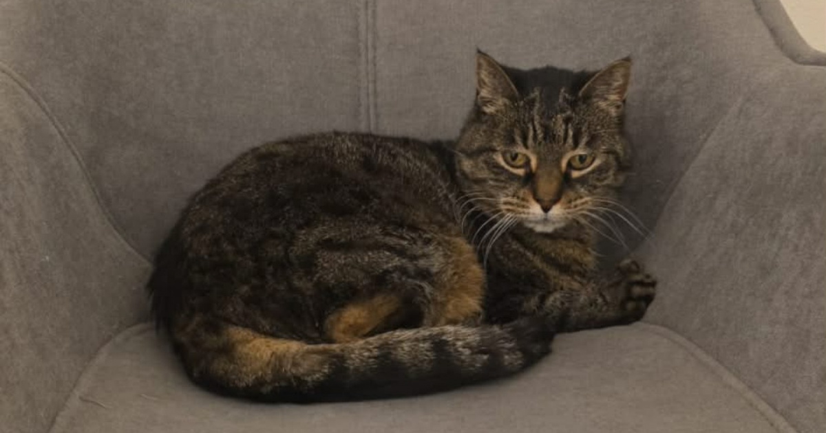 A Claro si cerca Tiffany