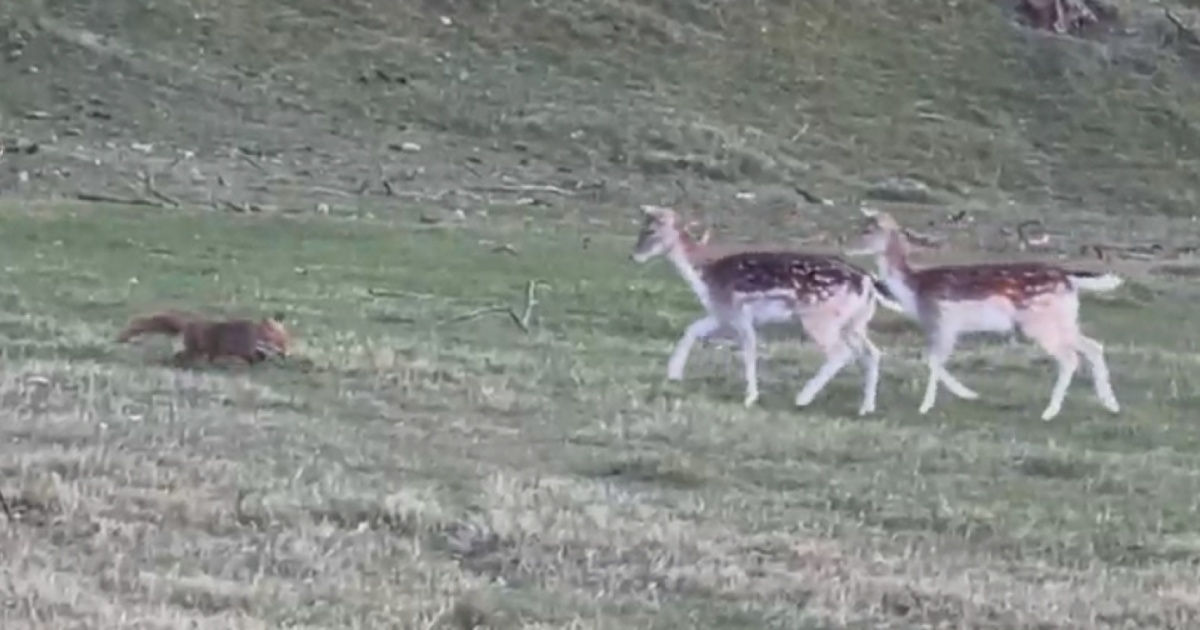 Una volpe gioca con i daini. Intanto sono sparite le modine