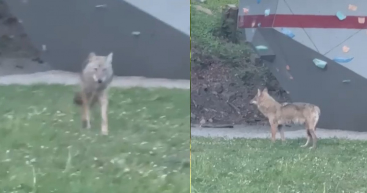 Un lupo vicino alle scuole
