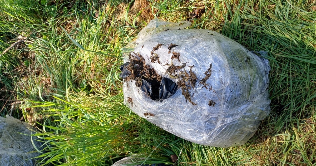 Non erano rifiuti: nei sacchi neri oltreconfine più di un quintale di marijuana