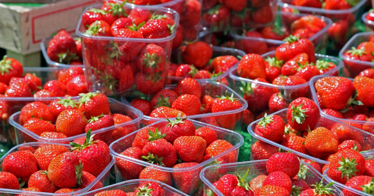 Non solo fragole per la festa dei 70 anni della Pro Camorino