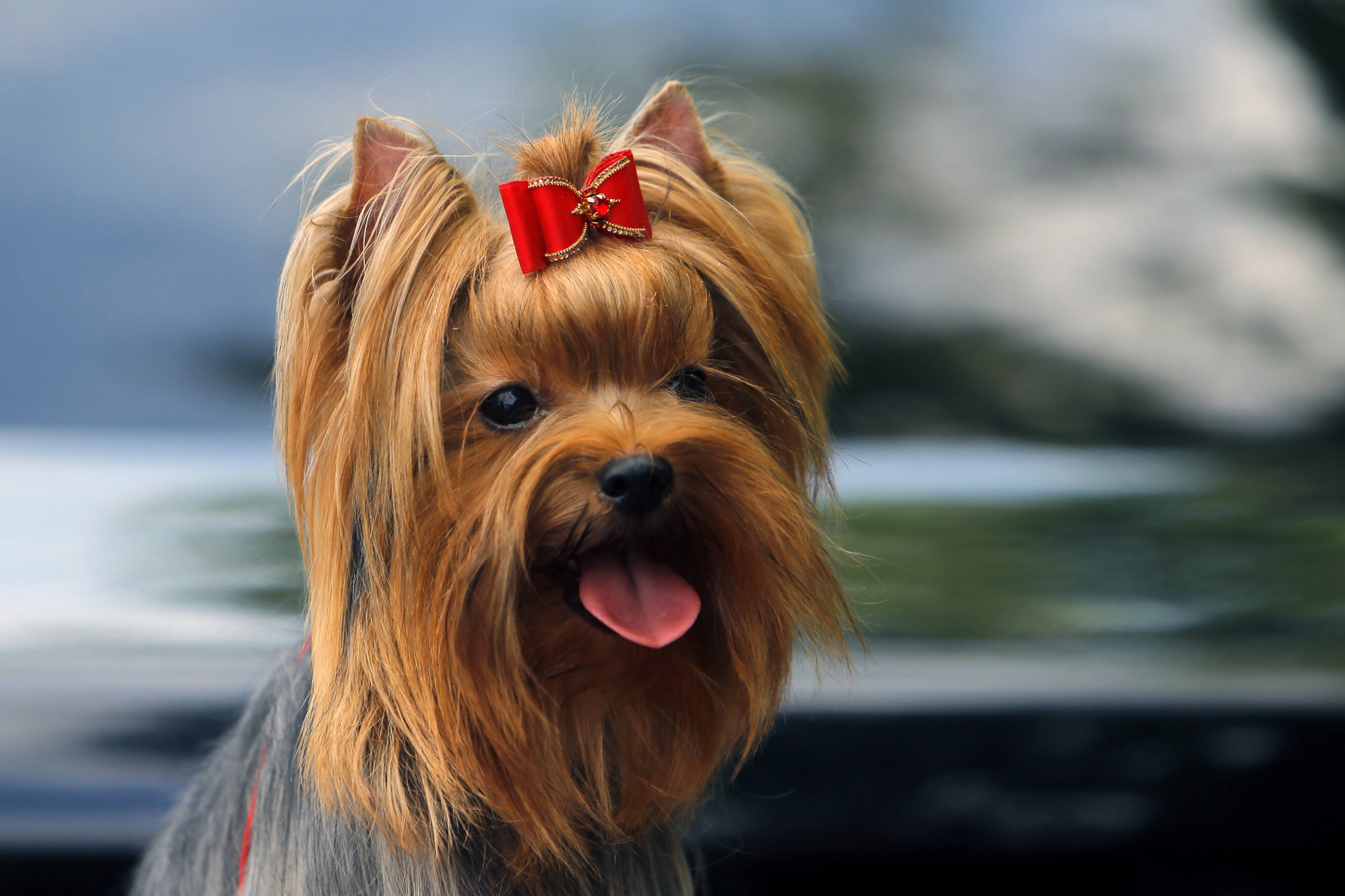 Cani immortali, la pillola dell’eterna giovinezza per Fido