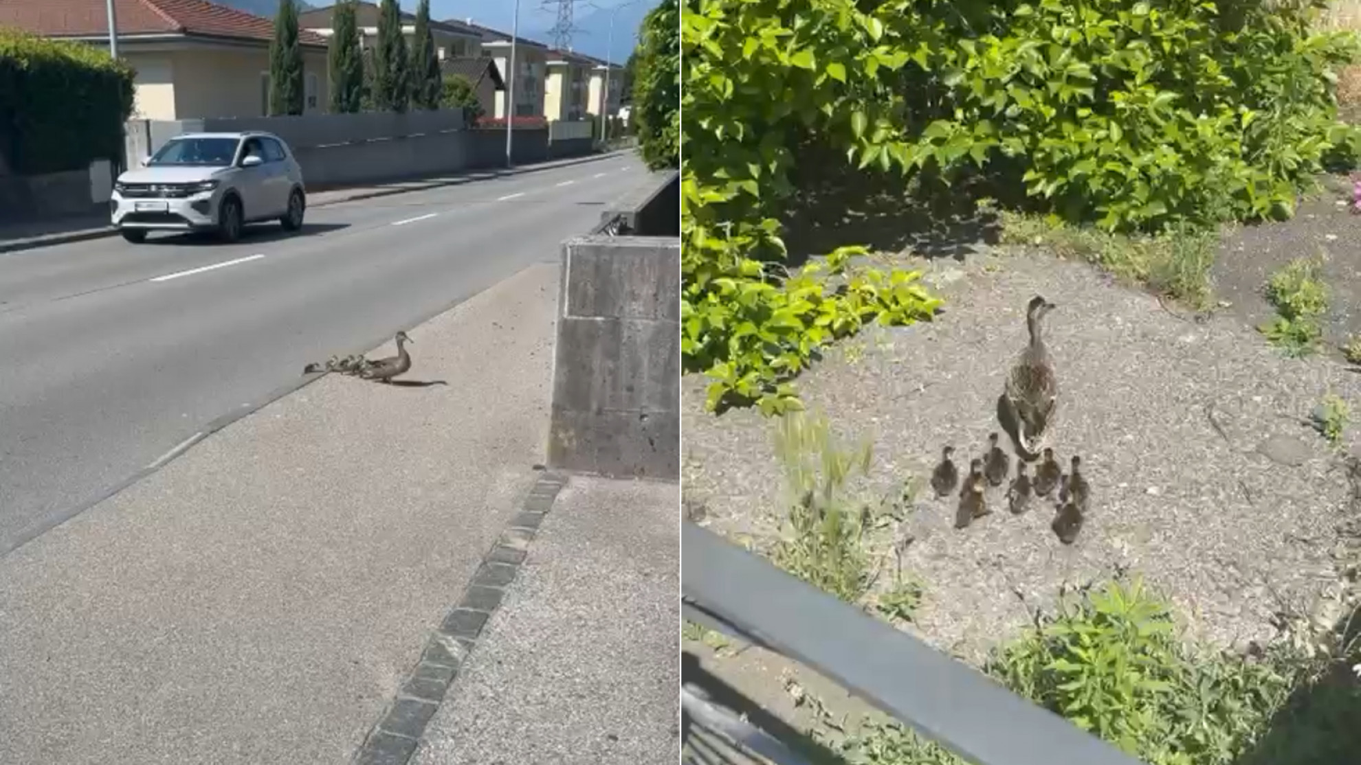 Incontro dolcissimo sulla cantonale