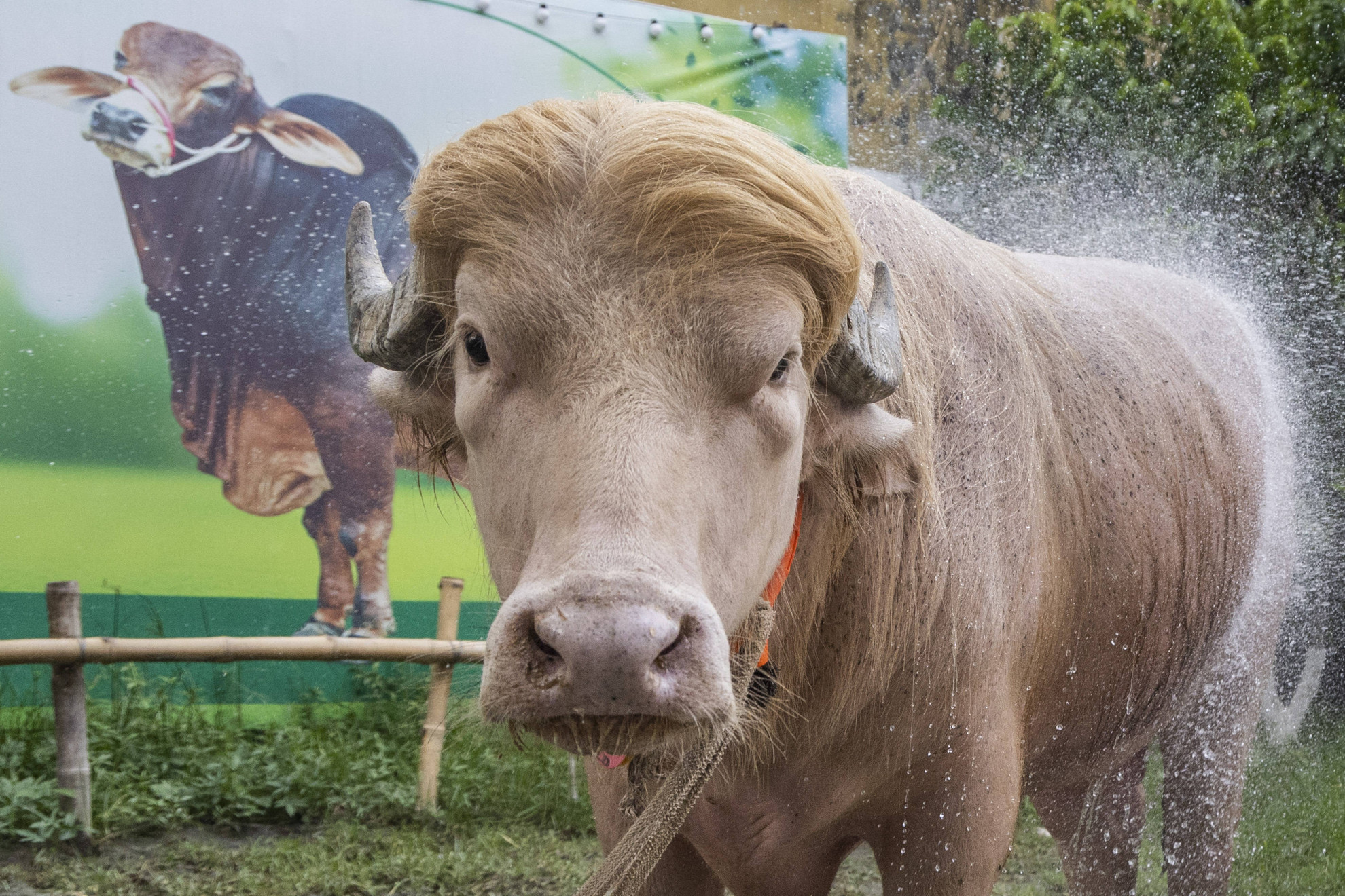 Salvato dal sacrificio un bufalo albino di nome Trump per il pelo biondo