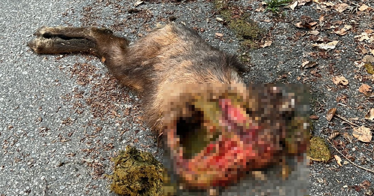 Un giovane camoscio sbranato