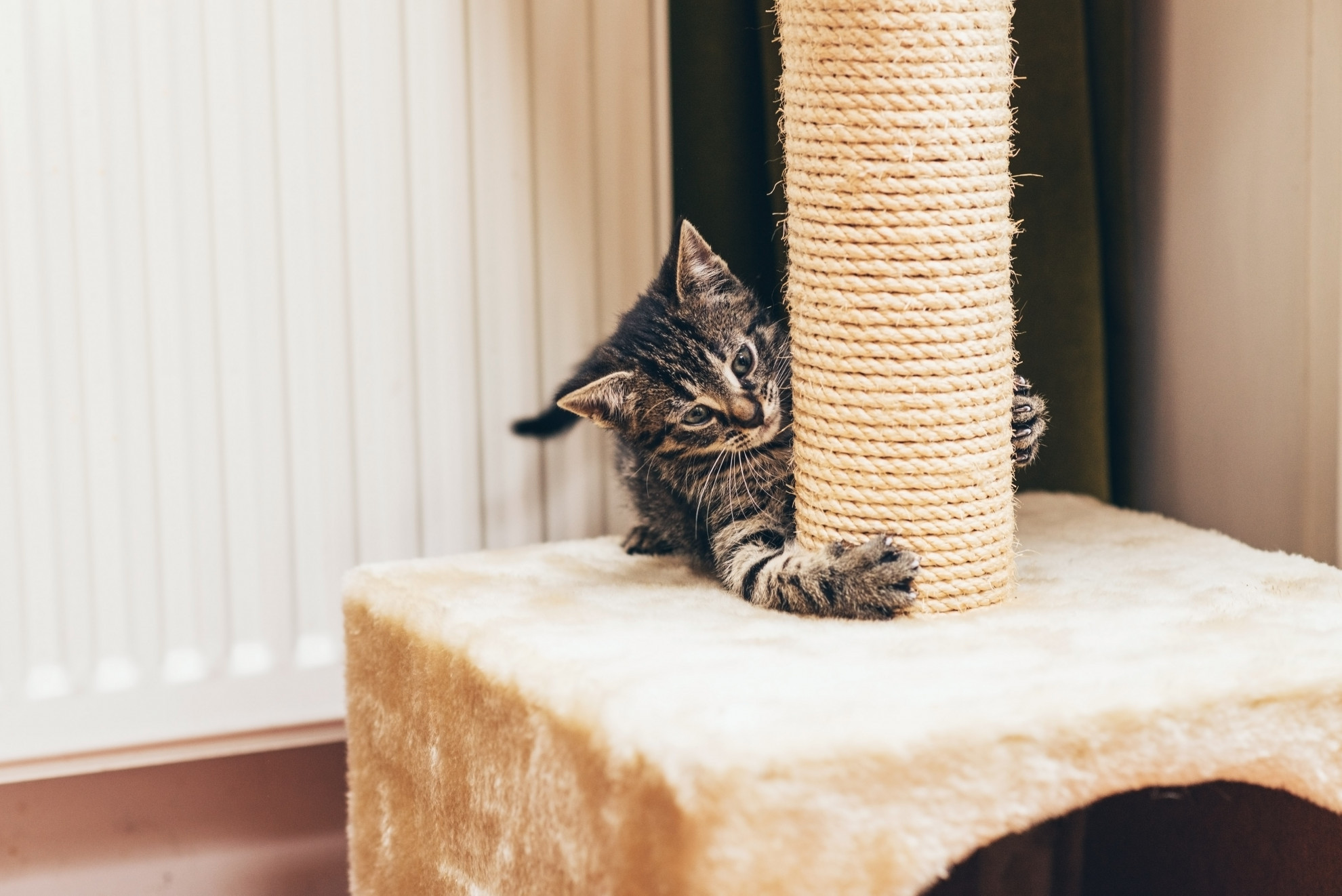 Gatto gravemente ferito tolto al proprietario