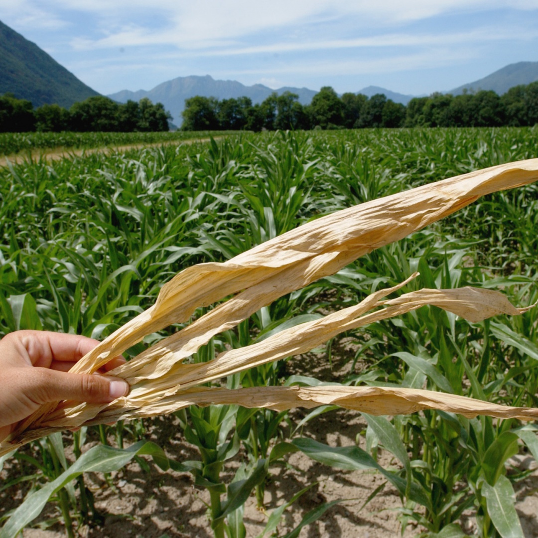 Agricoltori e canicola: «Stiamo vivendo un momento di apprensione»