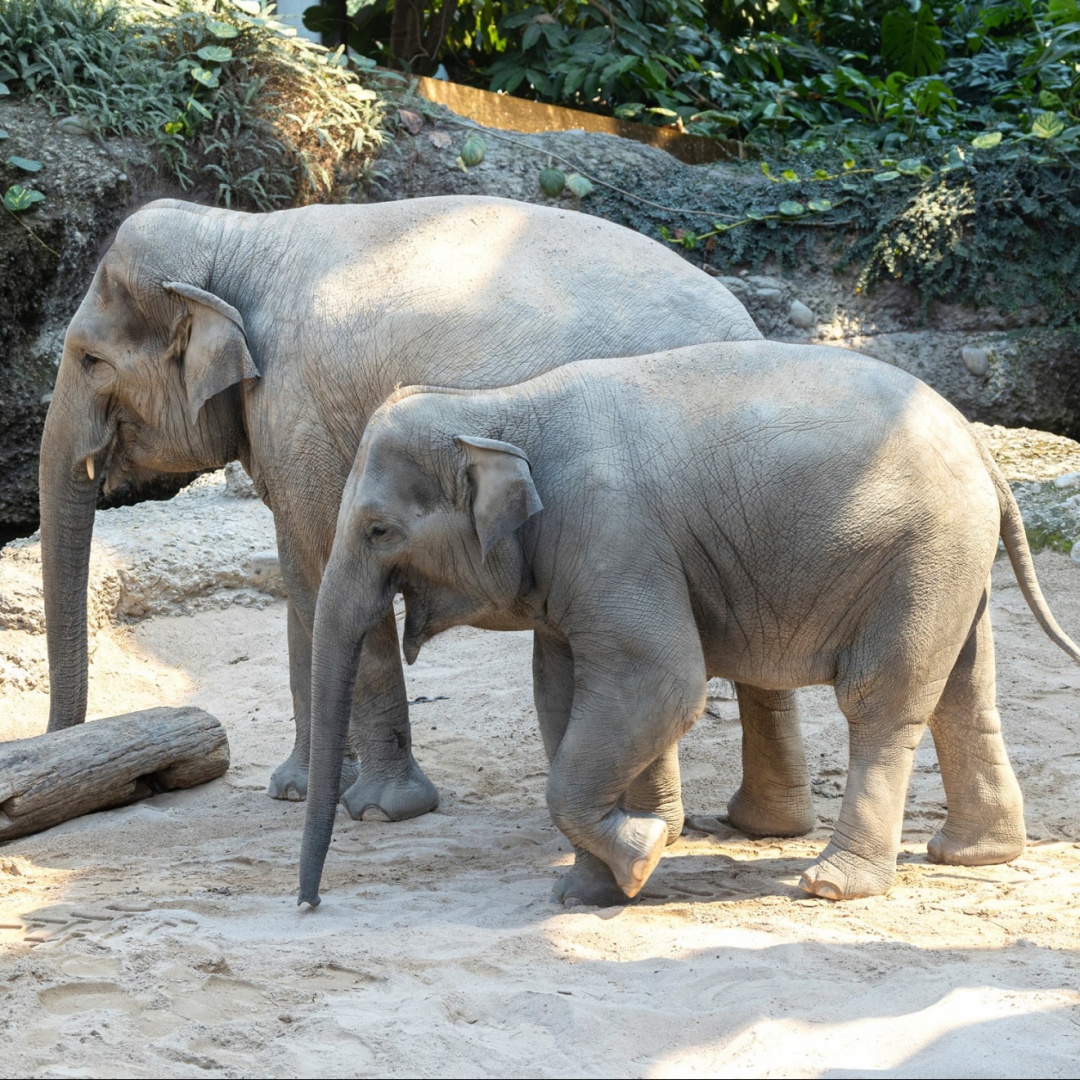 Chiesta la fine della riproduzione degli elefanti nello zoo cittadino