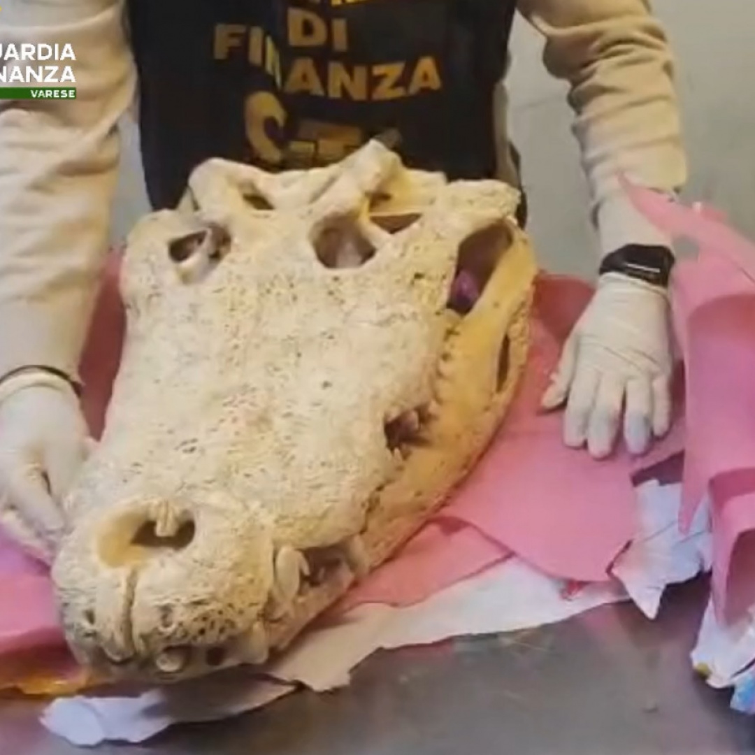 Due teschi di coccodrillo bloccati in dogana