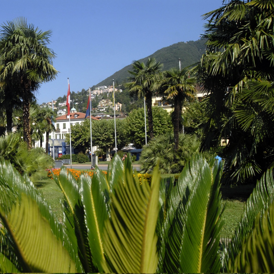 Mantenere quelle palme nel giardino potrebbe costarvi caro