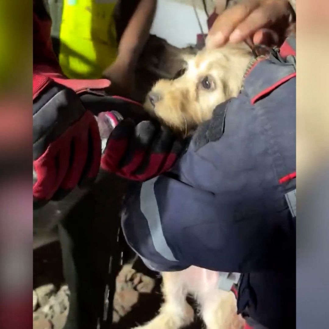 Non solo persone. Tra le macerie di Caracas c'è chi salva anche gli animali. Il video