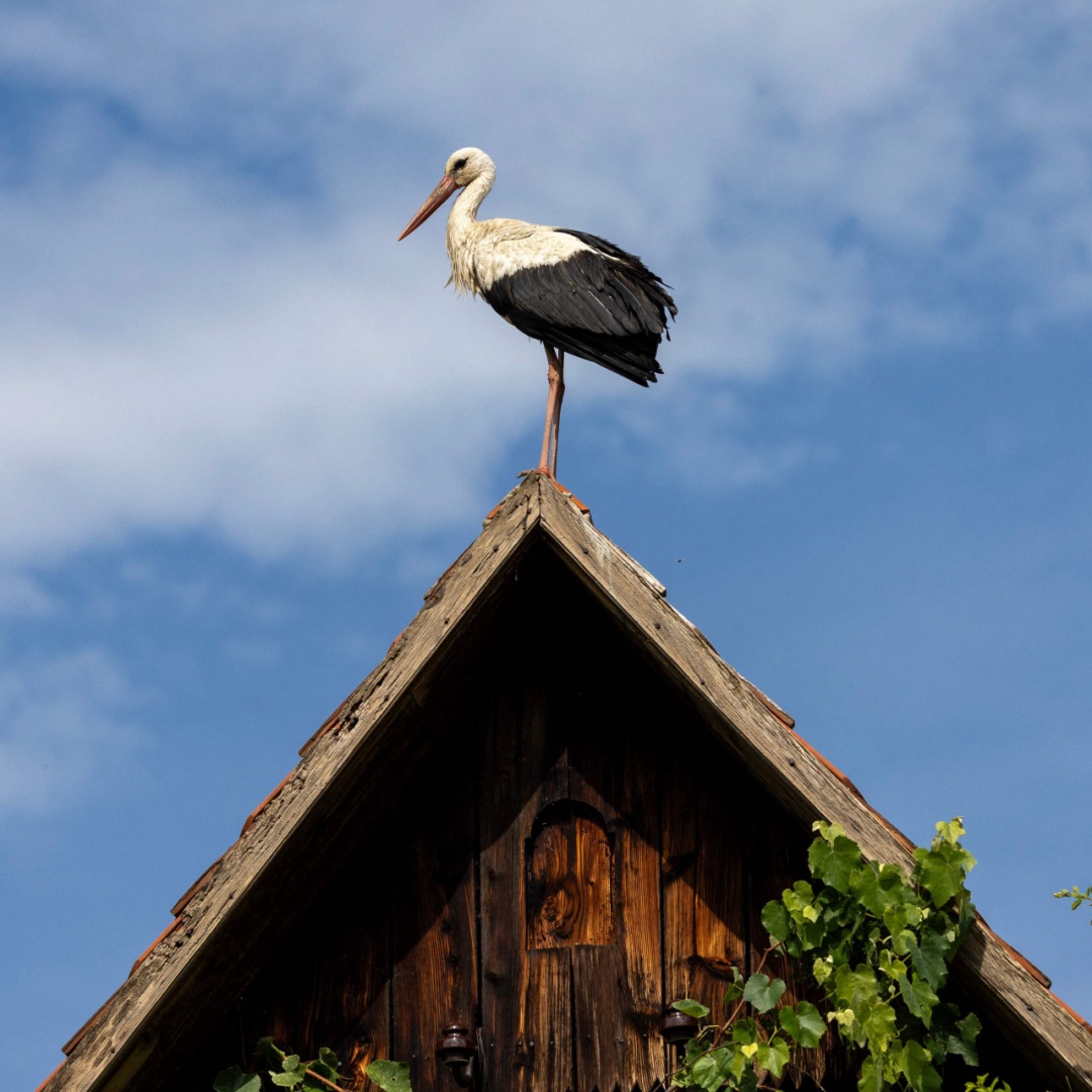 Questo è il villaggio preferito dalle cicogne