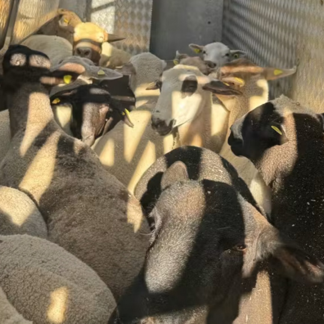 Rimorchio si ribalta sulla A1: tratte in salvo oltre 30 pecore