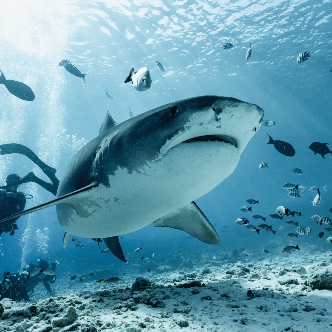 Squali all'attacco: paura sulle spiagge
