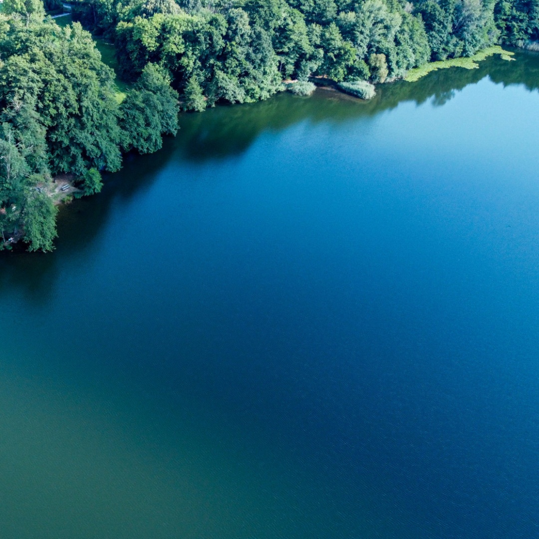 "Alghe azzurre" nel lago Maggiore: invito alla prudenza