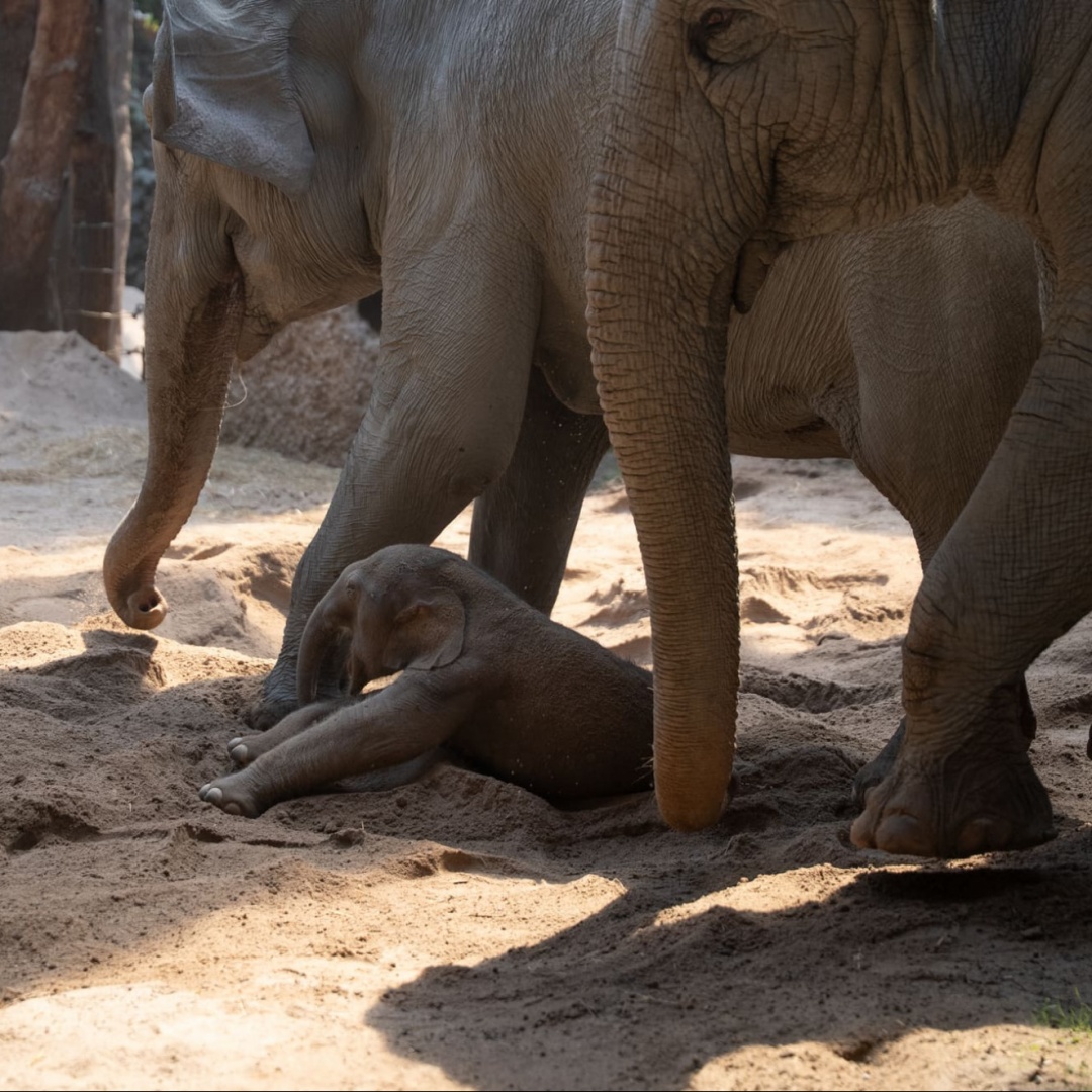 «Undici elefanti morti in dieci anni»: bufera sullo zoo di Zurigo