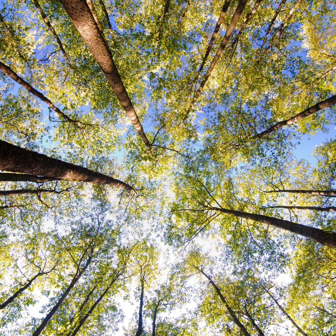 Anche una primavera mite può rendere gli alberi più vulnerabili